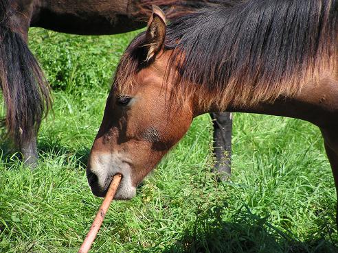 KONICA MINOLTA DIGITAL CAMERA