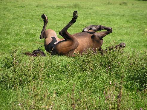 KONICA MINOLTA DIGITAL CAMERA