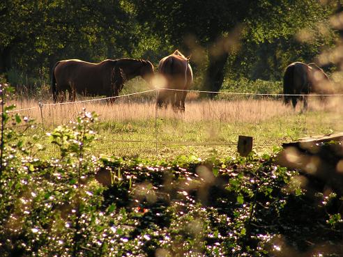 KONICA MINOLTA DIGITAL CAMERA