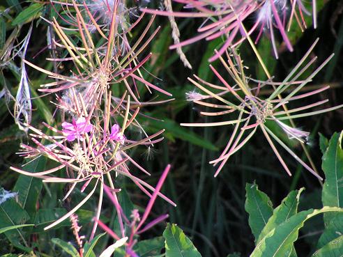 KONICA MINOLTA DIGITAL CAMERA