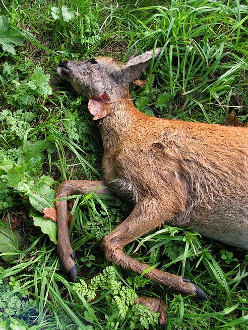 KONICA MINOLTA DIGITAL CAMERA