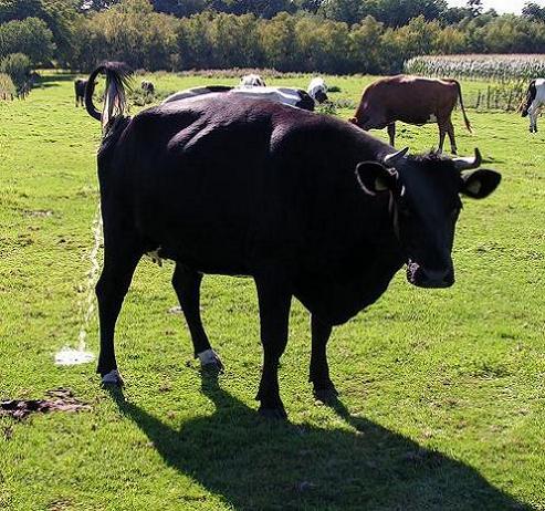 KONICA MINOLTA DIGITAL CAMERA