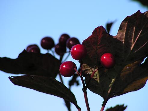 KONICA MINOLTA DIGITAL CAMERA