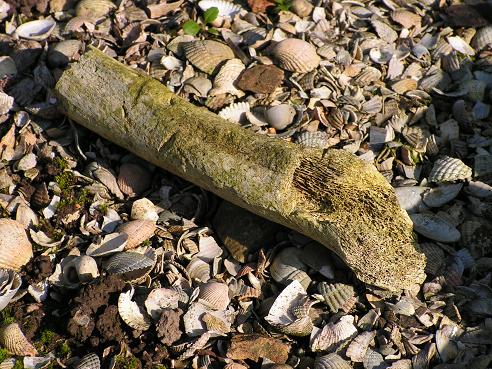 KONICA MINOLTA DIGITAL CAMERA