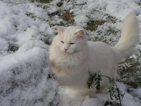 KONICA MINOLTA DIGITAL CAMERA