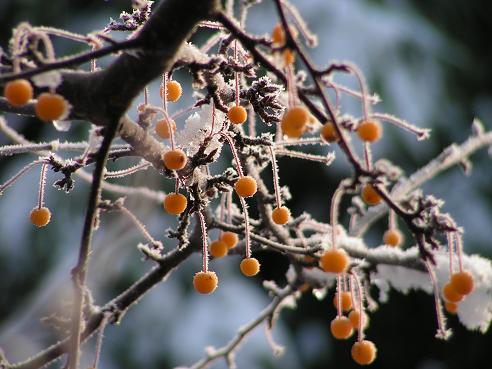 KONICA MINOLTA DIGITAL CAMERA