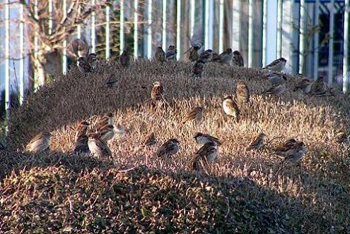 KONICA MINOLTA DIGITAL CAMERA