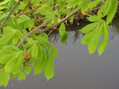 KONICA MINOLTA DIGITAL CAMERA