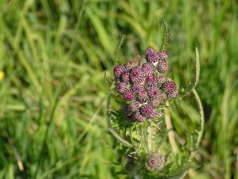 KONICA MINOLTA DIGITAL CAMERA