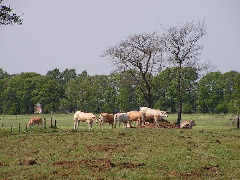 KONICA MINOLTA DIGITAL CAMERA