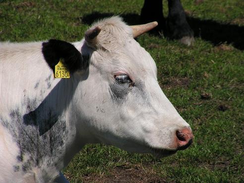 KONICA MINOLTA DIGITAL CAMERA