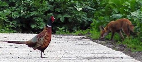 KONICA MINOLTA DIGITAL CAMERA