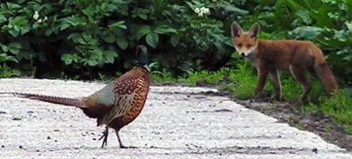 KONICA MINOLTA DIGITAL CAMERA