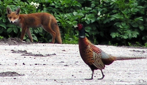 KONICA MINOLTA DIGITAL CAMERA