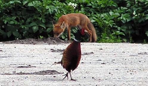 KONICA MINOLTA DIGITAL CAMERA