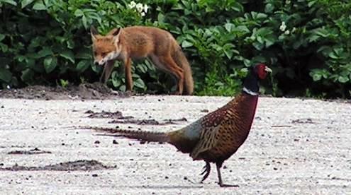 KONICA MINOLTA DIGITAL CAMERA