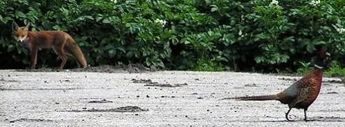 KONICA MINOLTA DIGITAL CAMERA