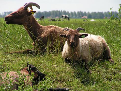 KONICA MINOLTA DIGITAL CAMERA