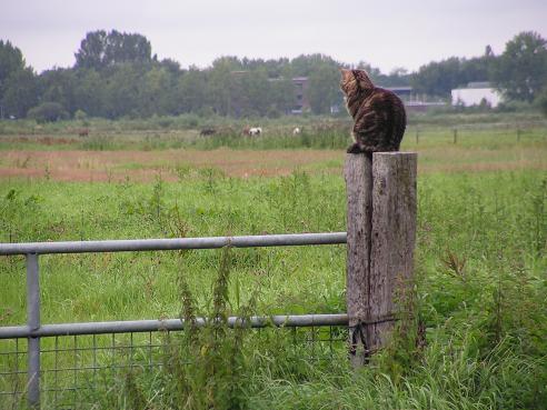 KONICA MINOLTA DIGITAL CAMERA