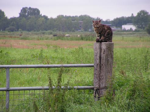 KONICA MINOLTA DIGITAL CAMERA