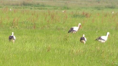 KONICA MINOLTA DIGITAL CAMERA