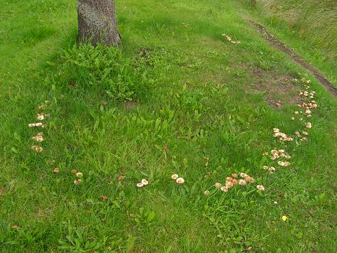 KONICA MINOLTA DIGITAL CAMERA