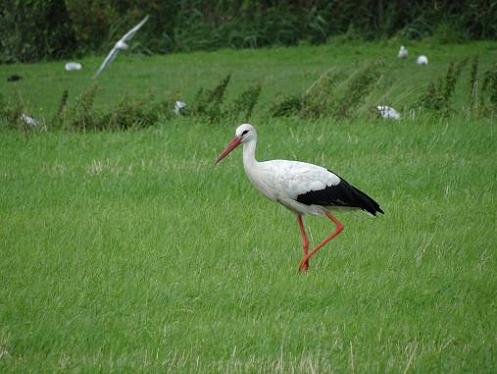 Geplaatst op 14 augustus 2011  h