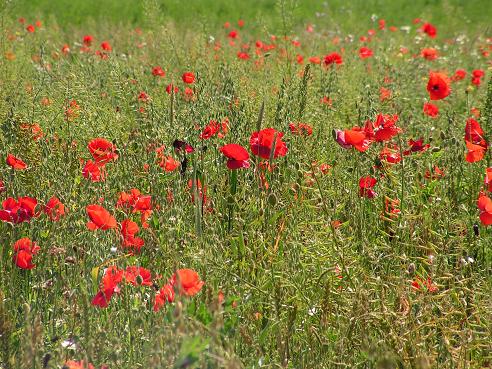 KONICA MINOLTA DIGITAL CAMERA