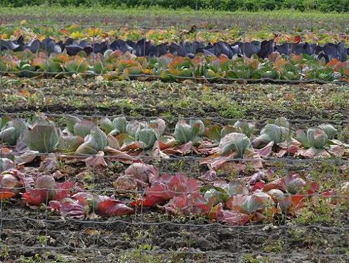 Geplaatst op 20 augustus 2011  e