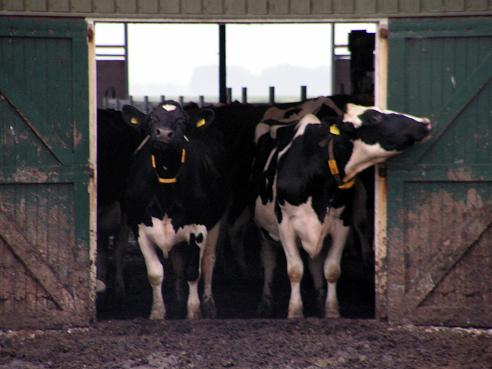 KONICA MINOLTA DIGITAL CAMERA