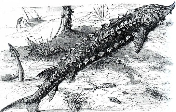 H.E Sauvage - La Grande P+¬che (Les Poissons)  1883.