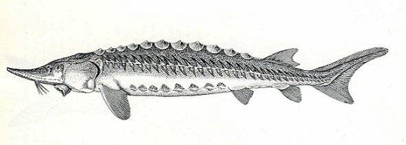 Uit G.A. Strating en G.A. Venema - De Dollard, 1855.