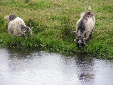 KONICA MINOLTA DIGITAL CAMERA