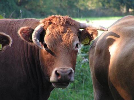 KONICA MINOLTA DIGITAL CAMERA