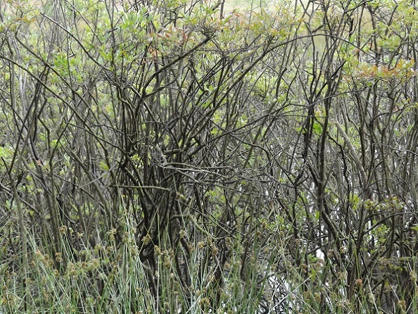 Broekbos bij Dwingeloo 2014-06-20 072