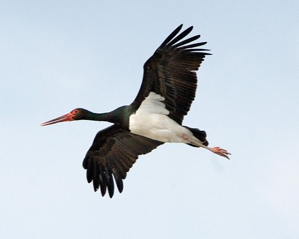 Foto: Sergey Yeliseev (2009). Flickr creative commons.