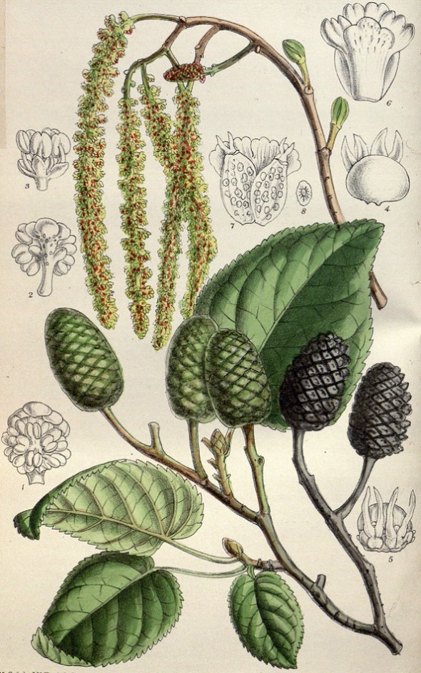 Els. Curtis's Botanical Magazine, vol. 142.