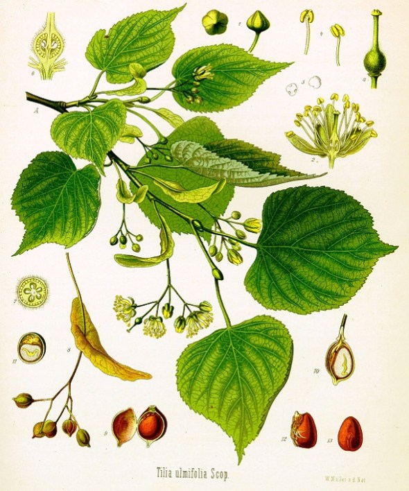 Linde. Kähler's Medizinal-Pflanzen.