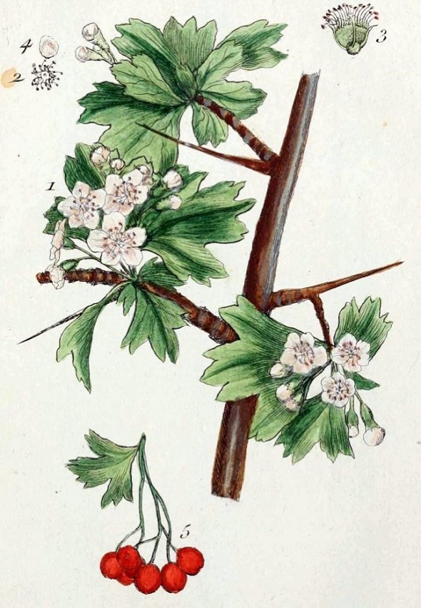 Meidoorn. Bron onbekend.