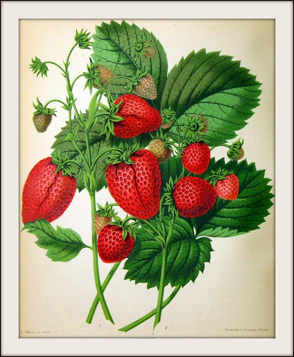 Ottolander, Nl flora & pomona (Groningen 1875)