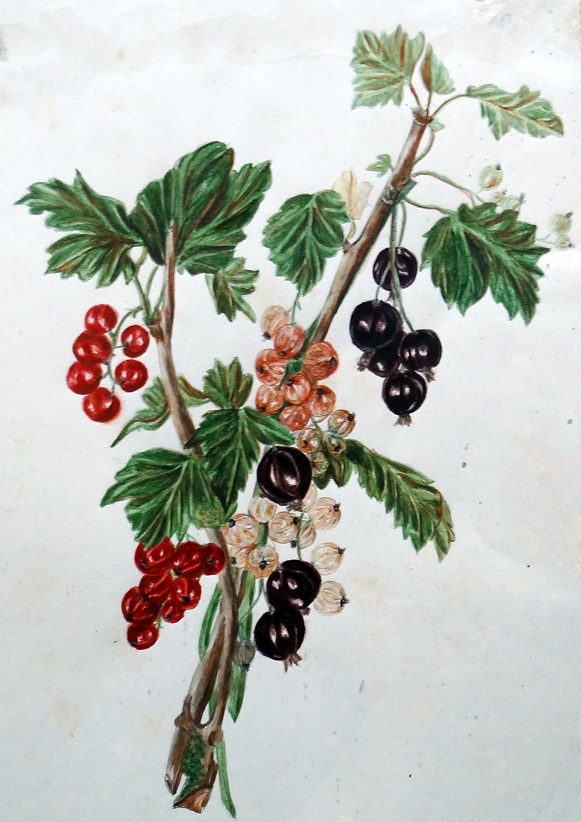 Aalbessen. Fruitstukje door Willem de Sitter, ca. 1870. Collectie Groninger Archieven 695-32.