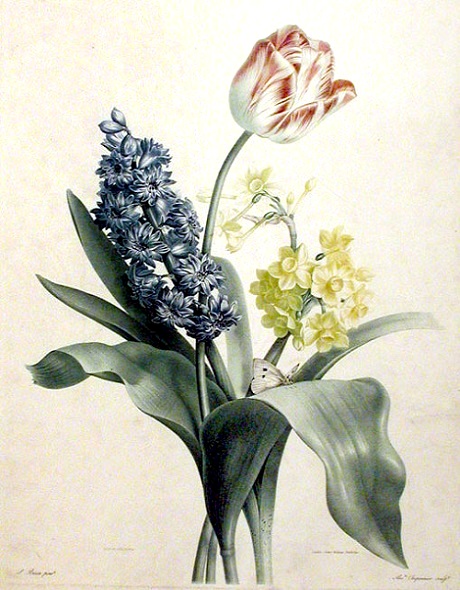 Besse tulphiacint en narcis