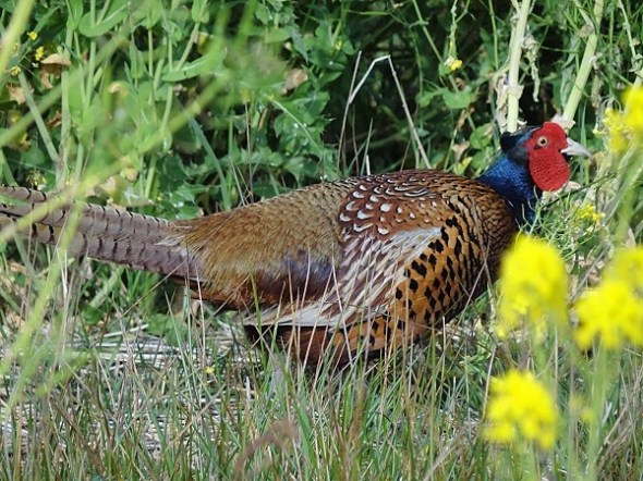 Fazant, Onlanden DSC04250